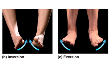 Ankle Inversion Eversion Foot B Reddy Org